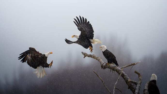 Bald eagles at Alaska's Chilkat Bald Eagle Preserve compete to perch on a tree log.