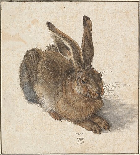 Albrecht_Dürer_-_Hare,1502-_Google_Art_Project