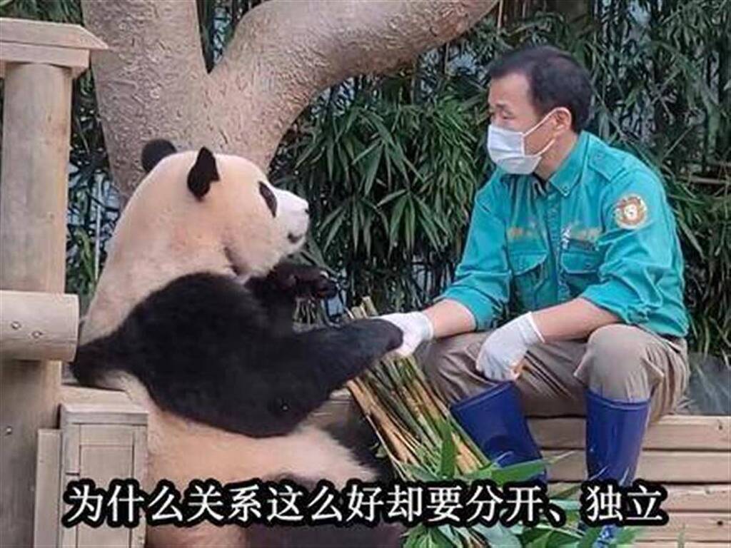 大熊猫福宝将于 4 月回国，你期待福宝回国吗？ - 知乎