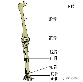 183cm壮汉嫌腿短 两次断骨到2米 结果悲催了